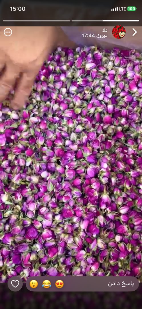 500kg Dried Damask Rose