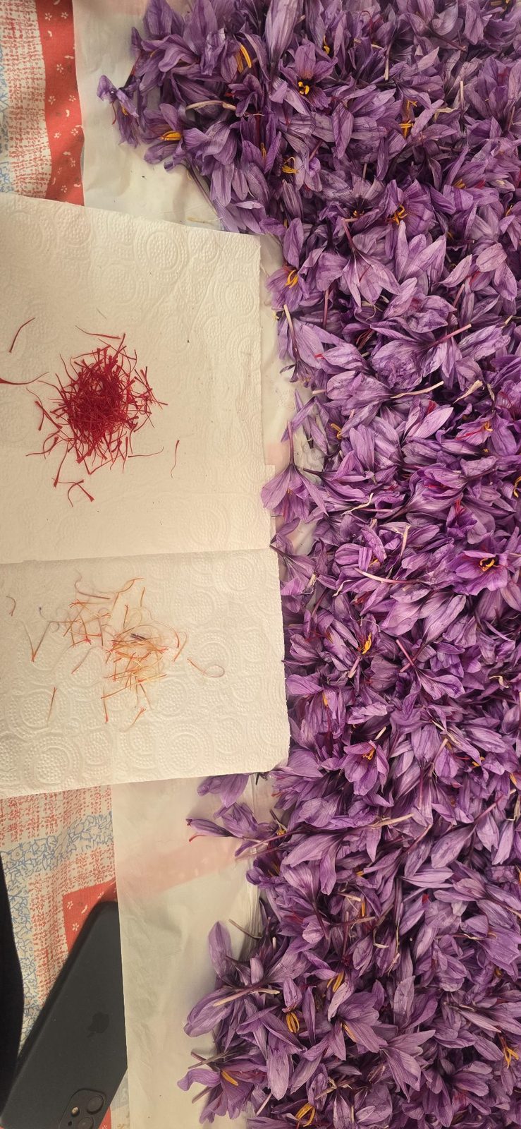 Saffron