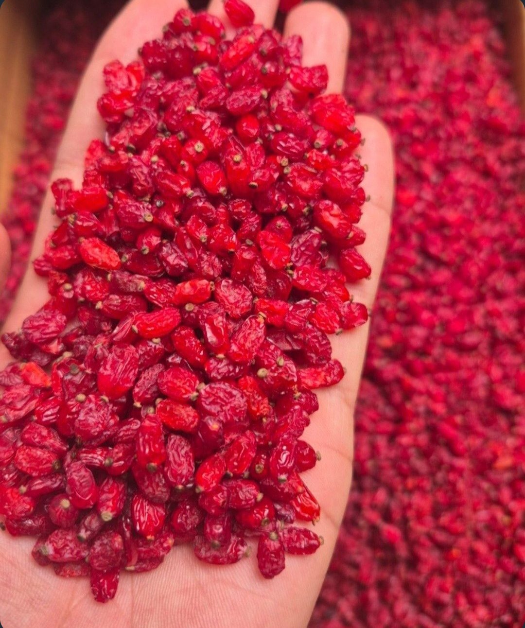 Golden Red Barberry