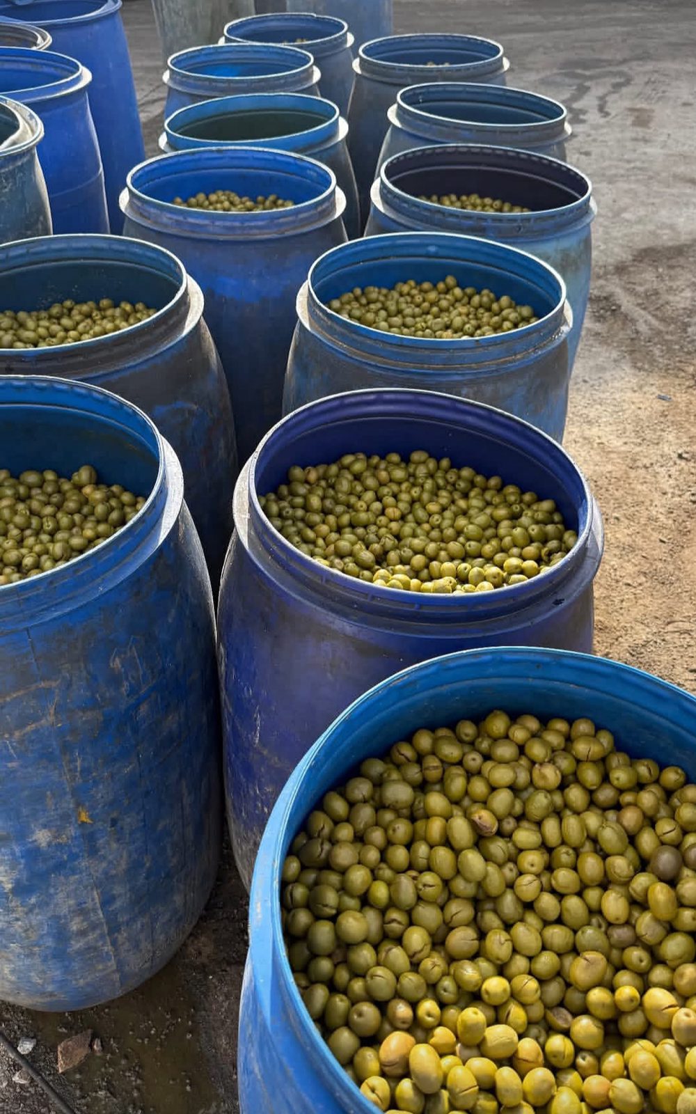 Olive