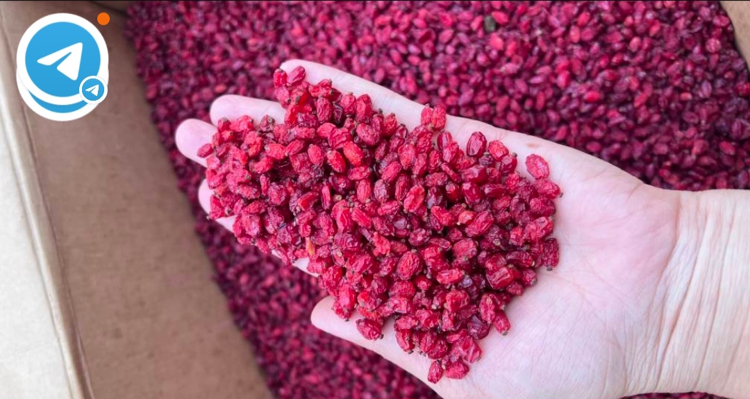 Export Puffy Barberry