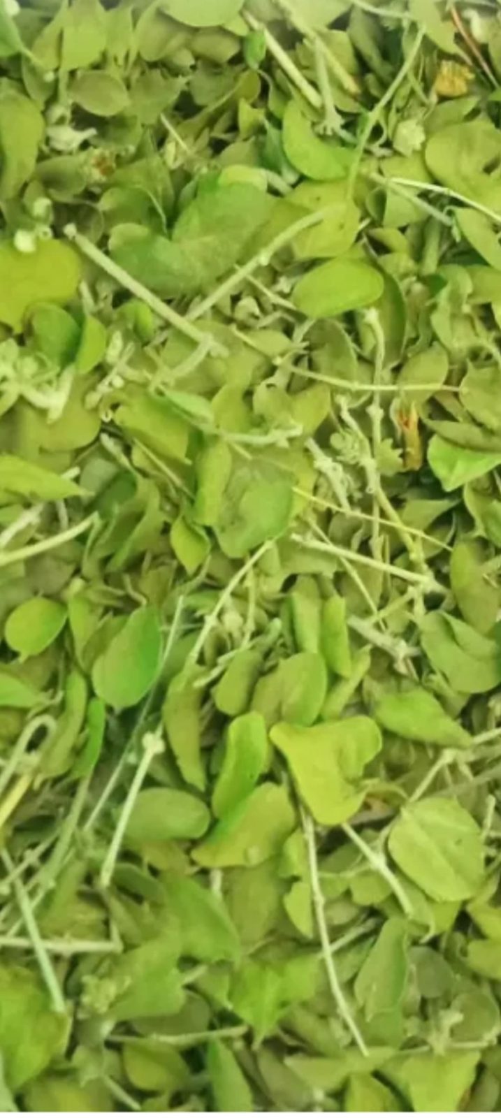 Thyme