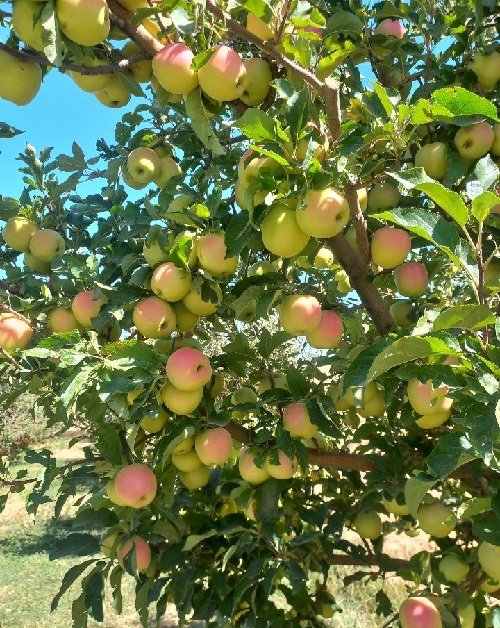 Tree Apple