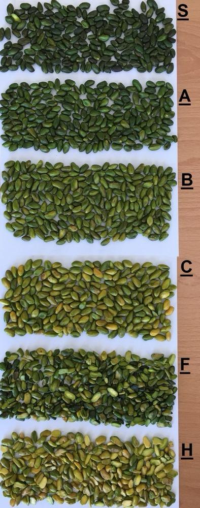 Pistachio Kernels