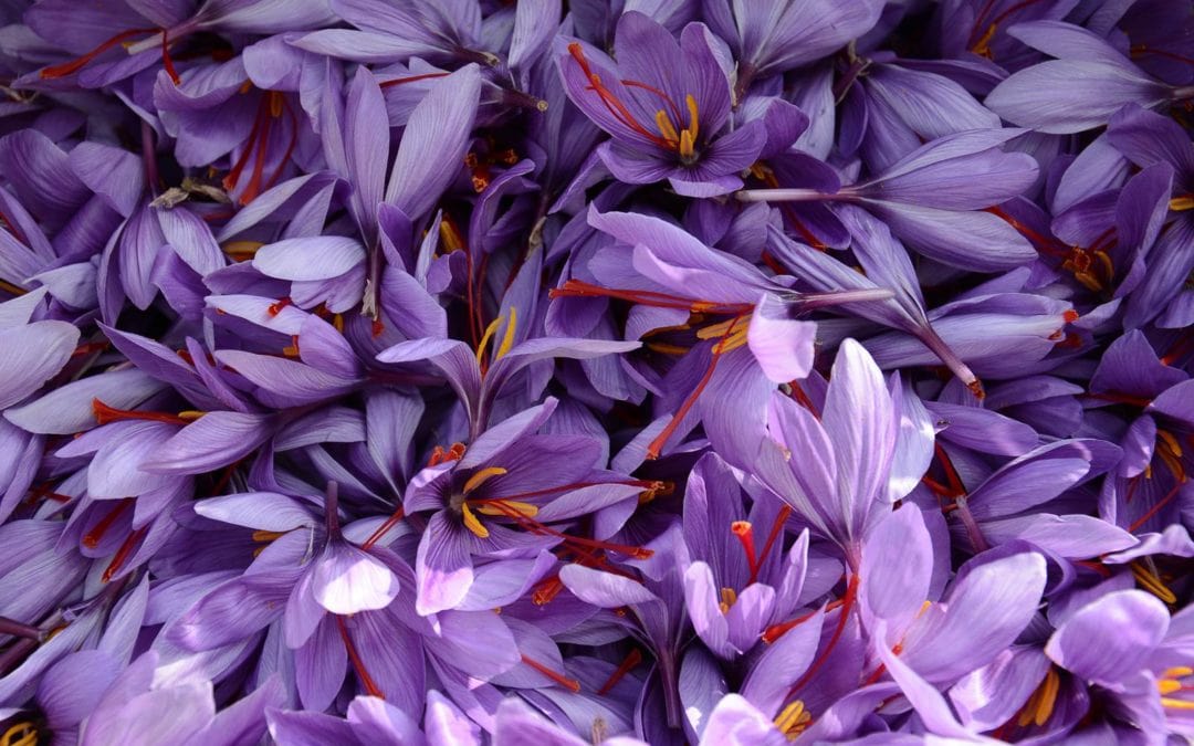 Purple Gold