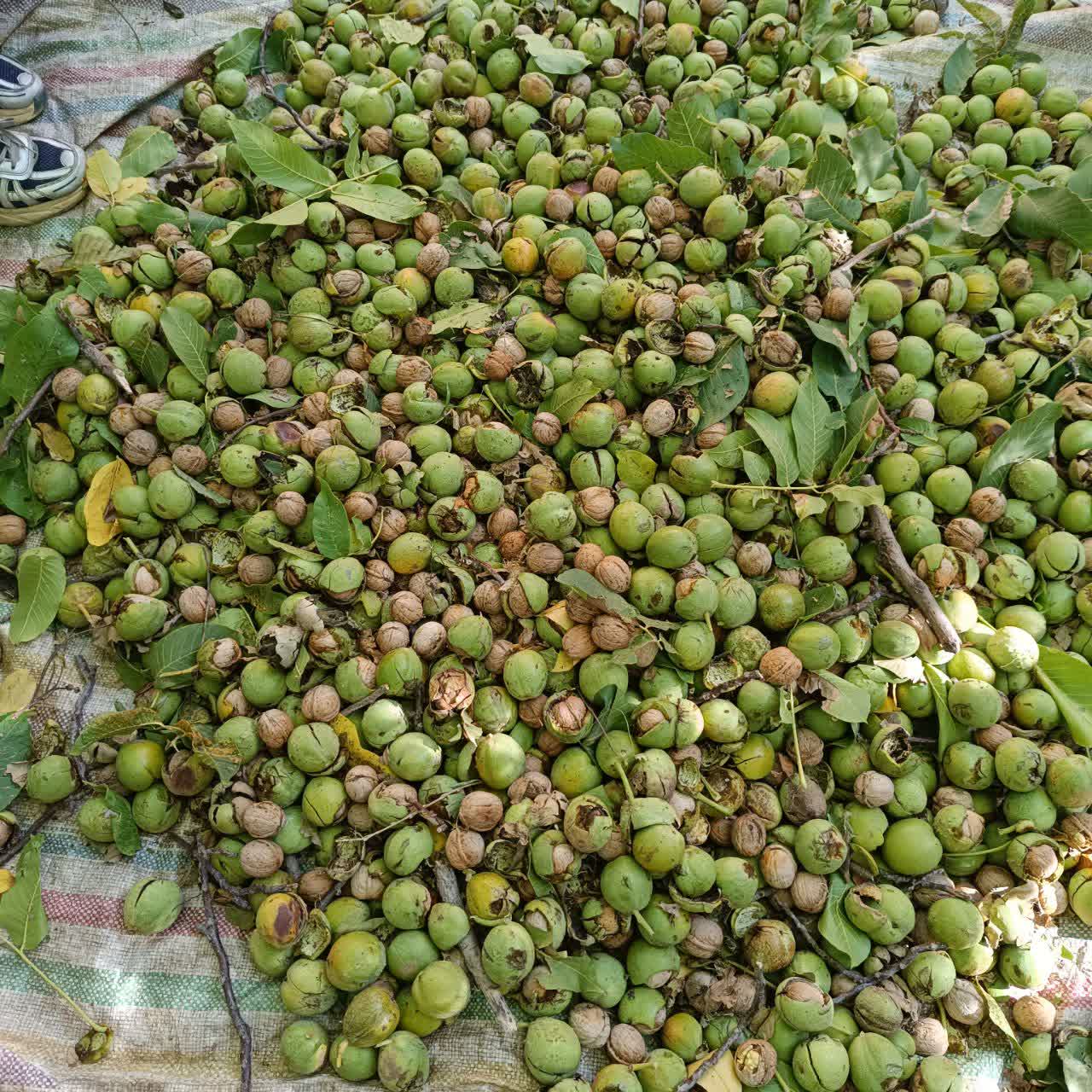 Walnuts