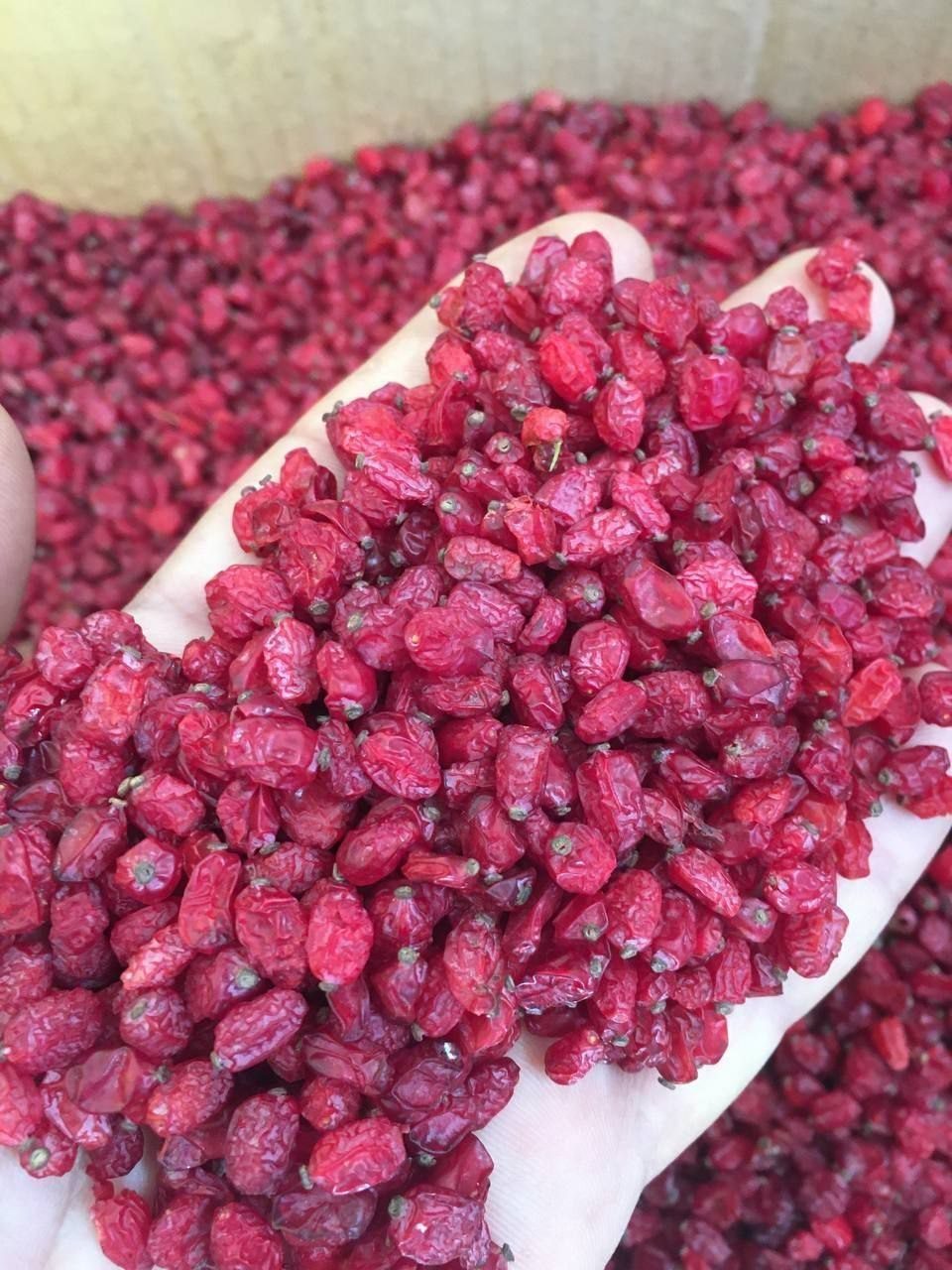 Premium Puffy Barberry