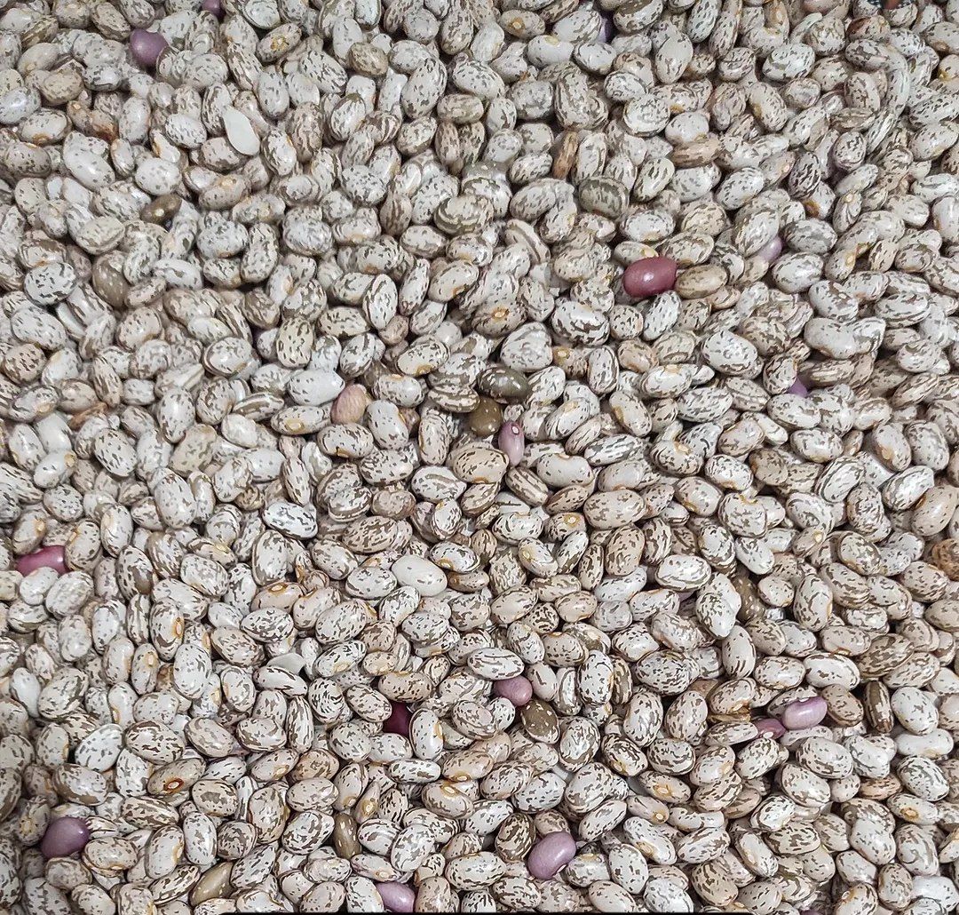 Pinto Bean