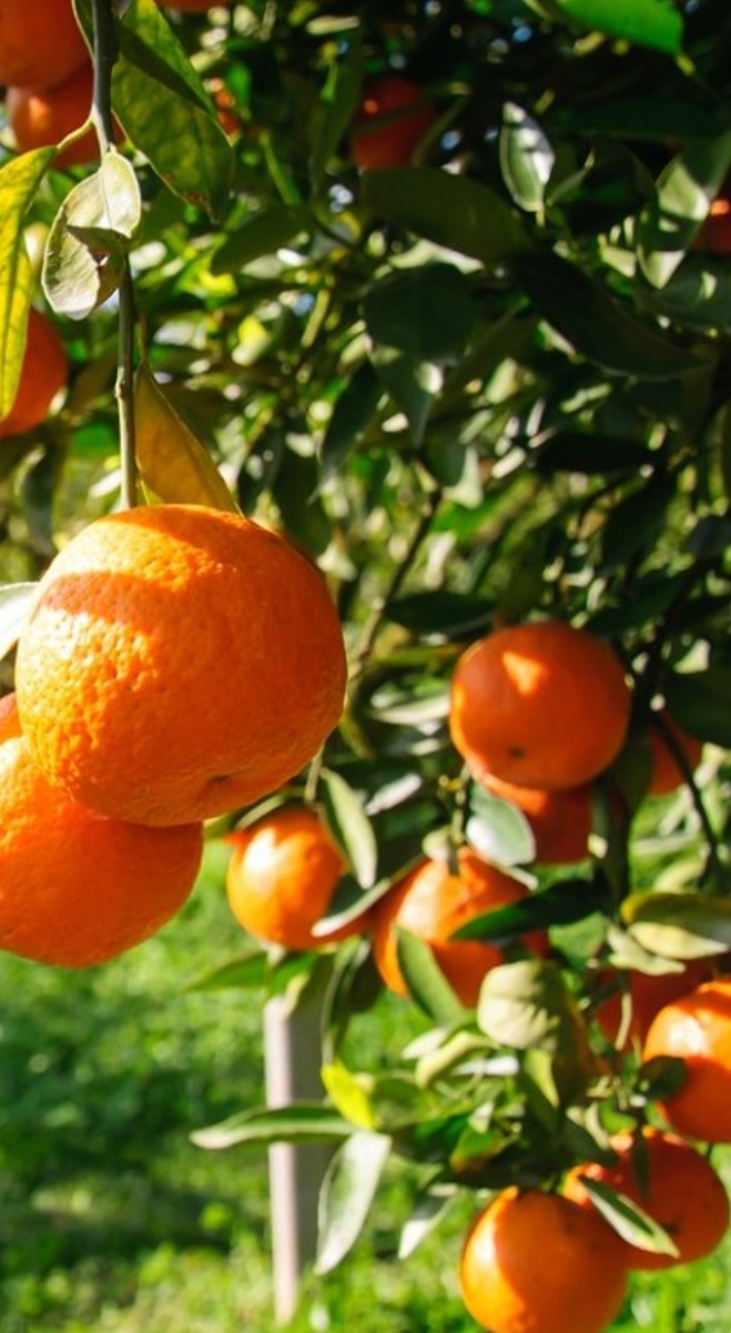 Red-Fleshed Oranges