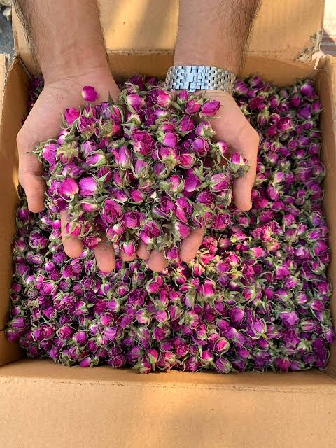 Helsa Dried Damask Rose Bud