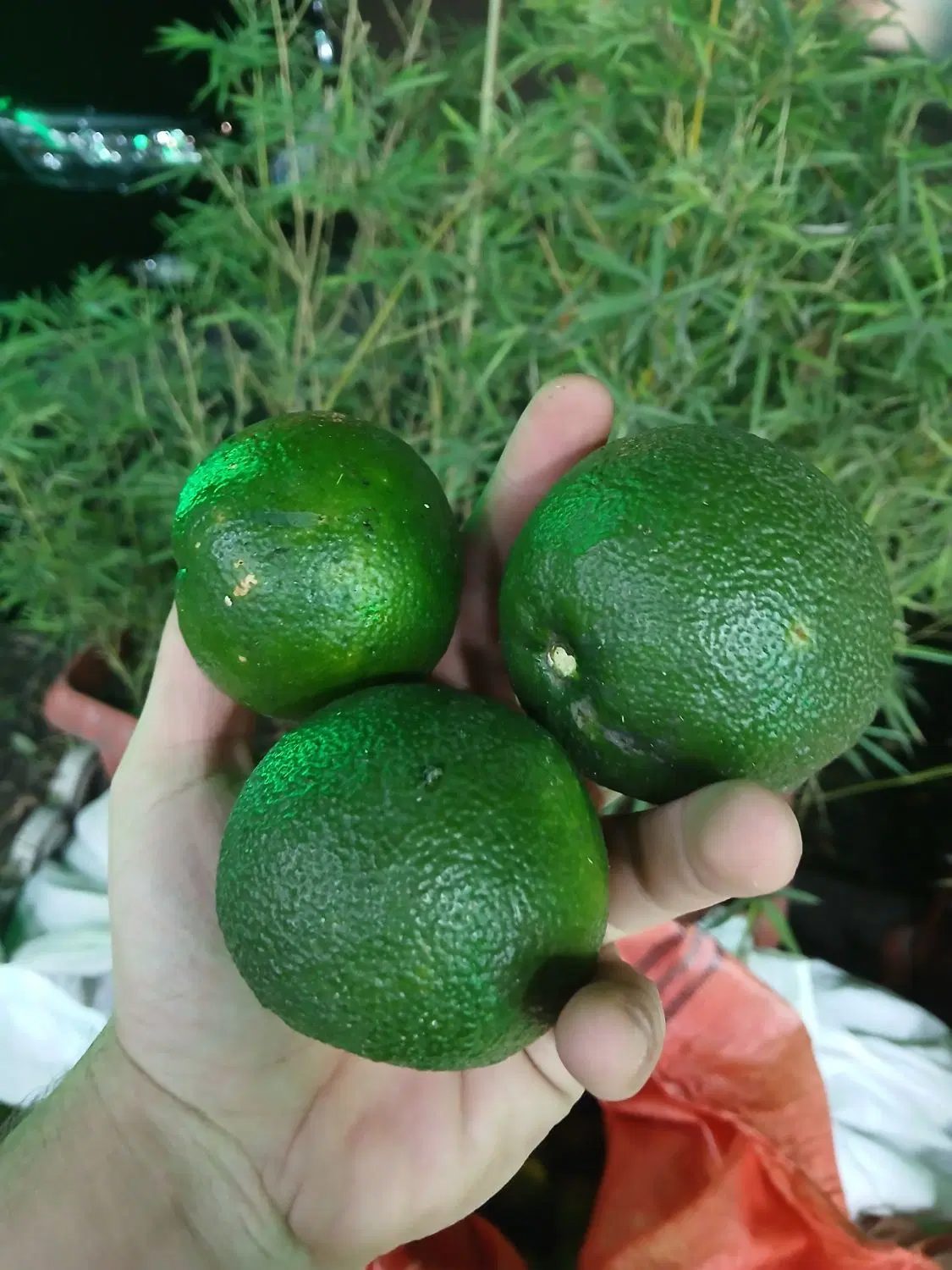 Gilan Orange