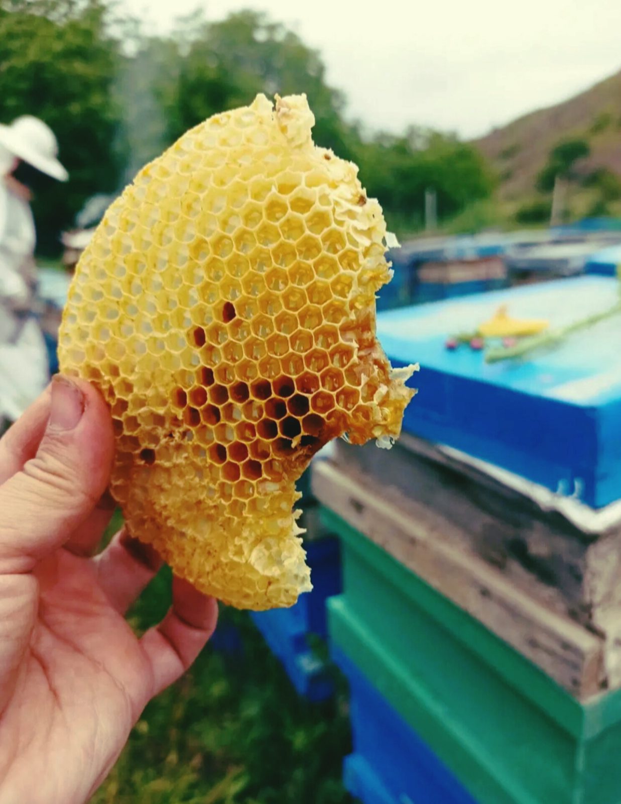 Natural and Therapeutic Honey