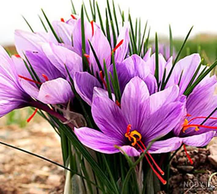 Saleh Premium Grade A Saffron