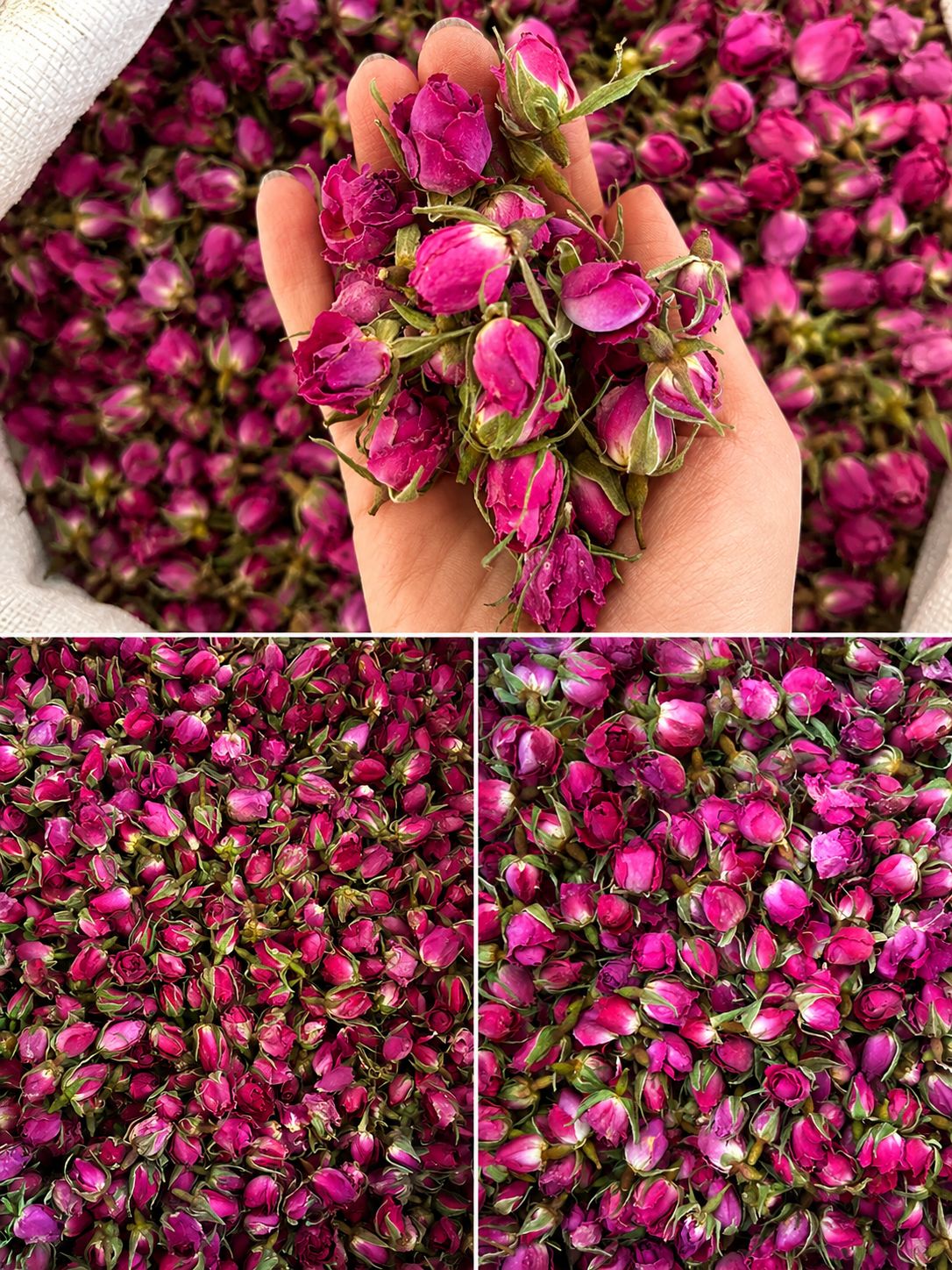 Damask Rosebuds