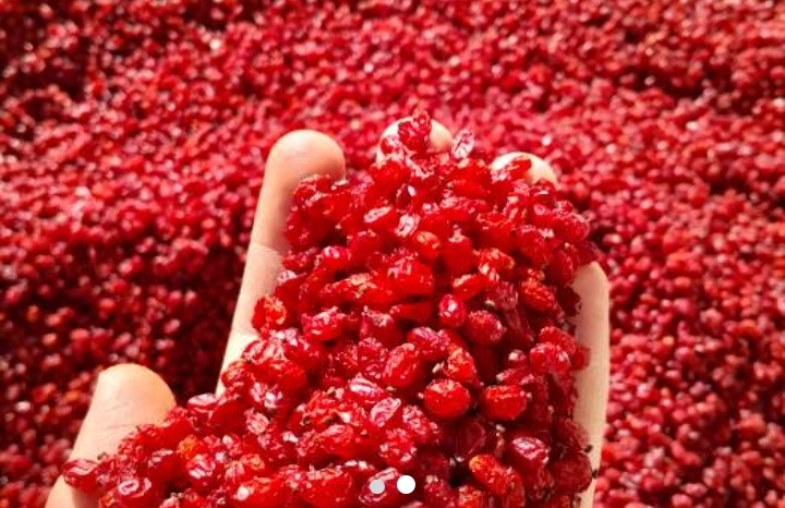 Grade One Puffy Barberry