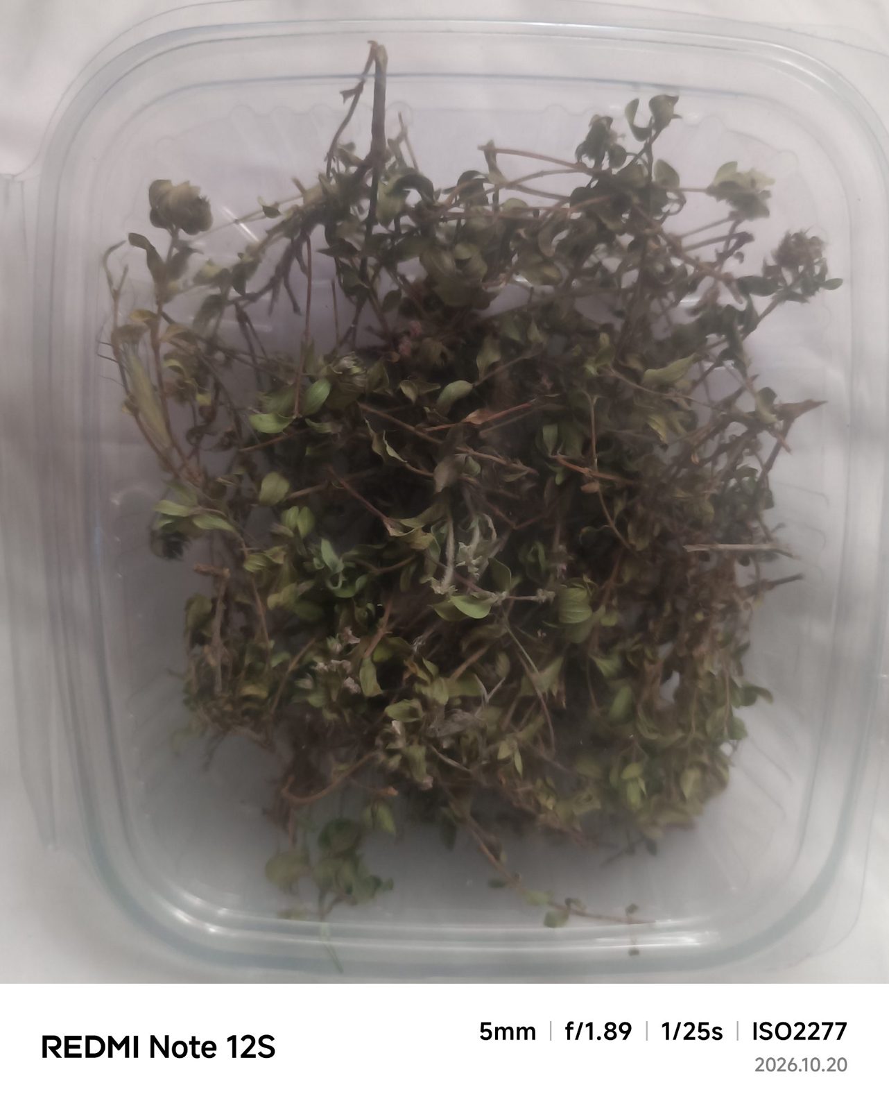 Thyme
