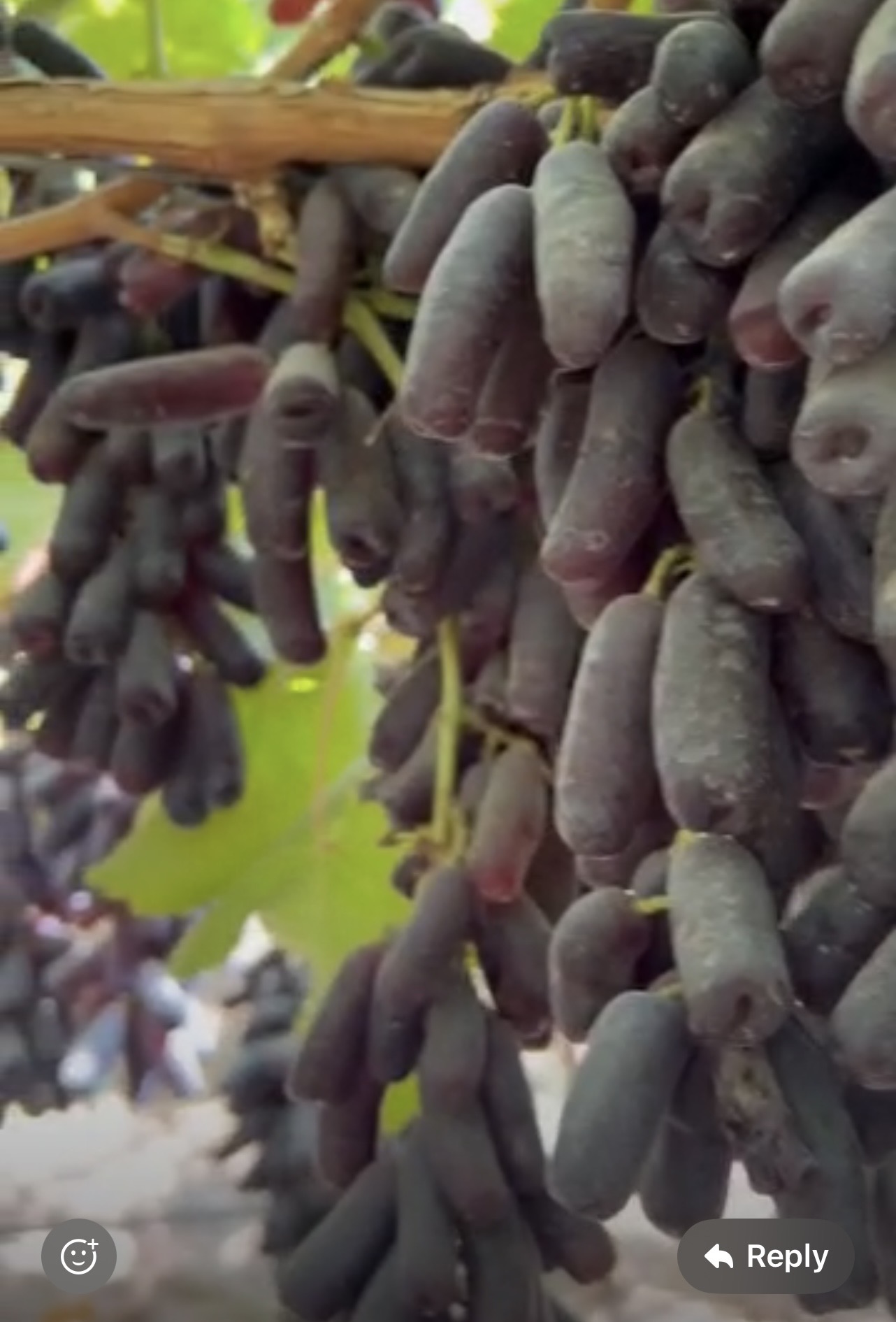Moon Drop Raisins