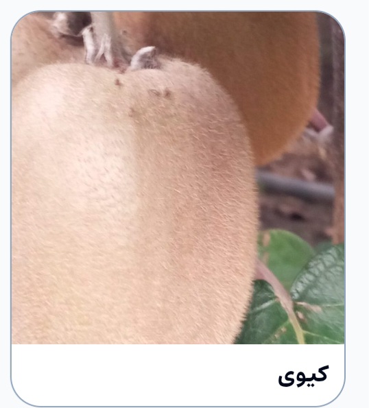 Kiwi
