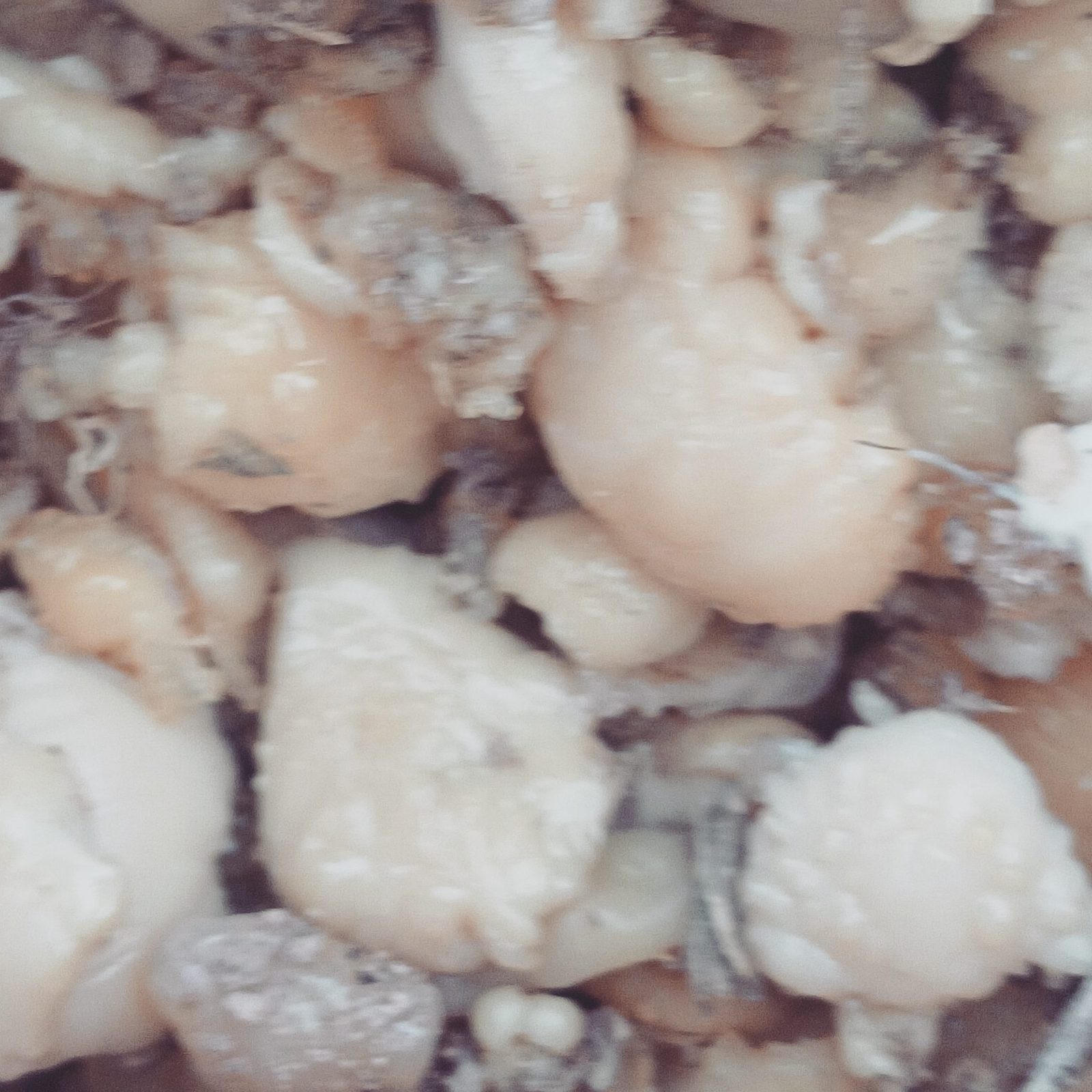 Bitter Asafoetida Resin