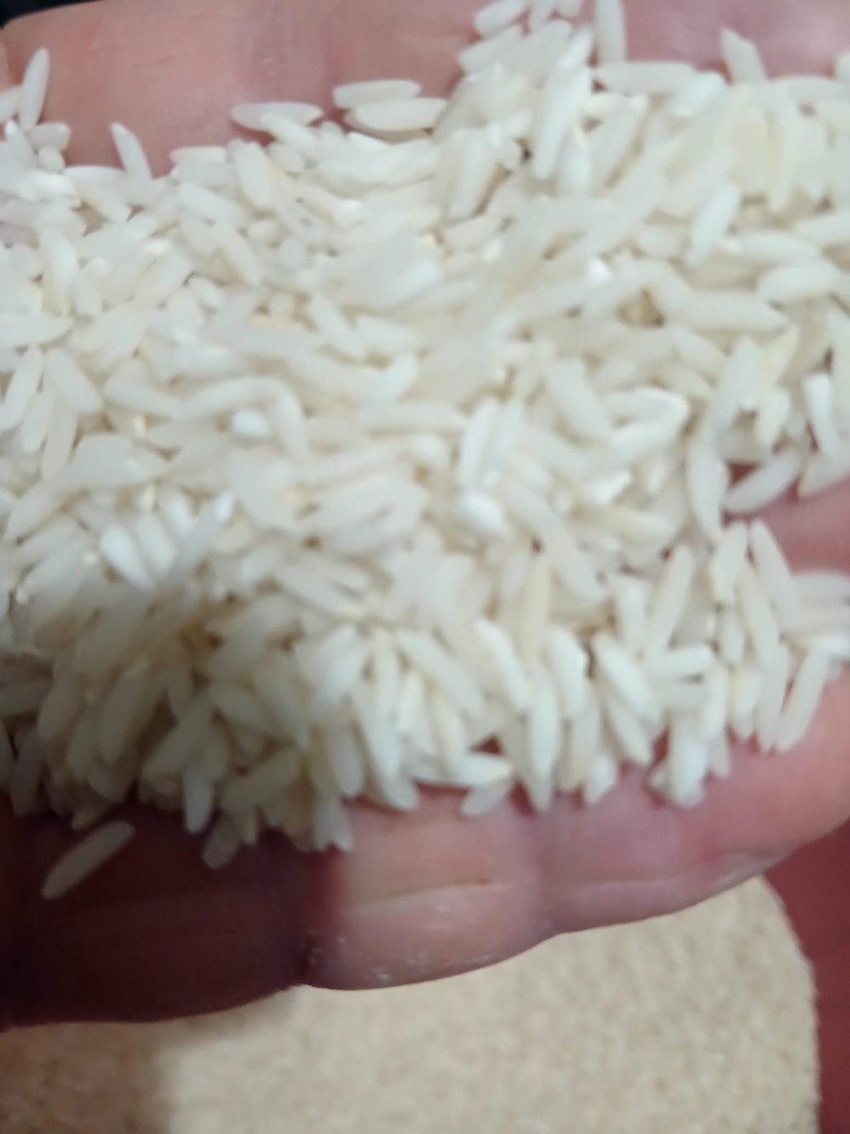 Rice