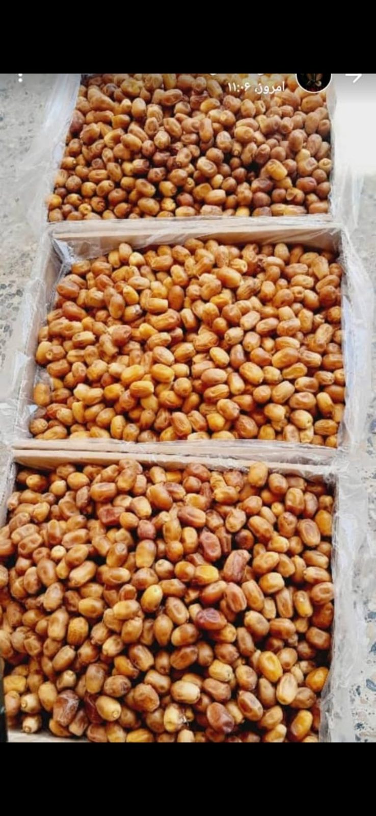Zahidi Dates, Southern