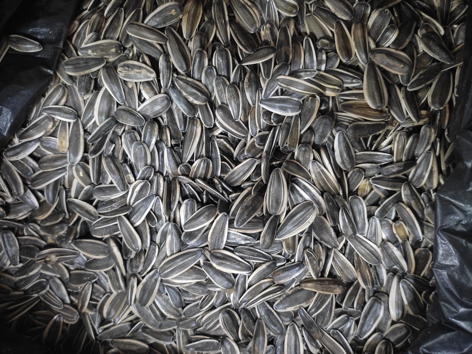 Premium Chinese Sunflower Seeds