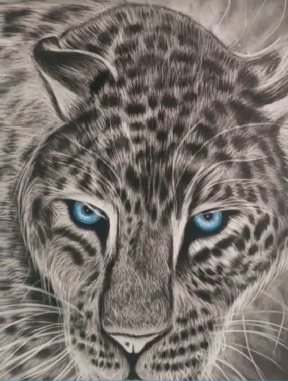 Tiger Charcoal Drawing