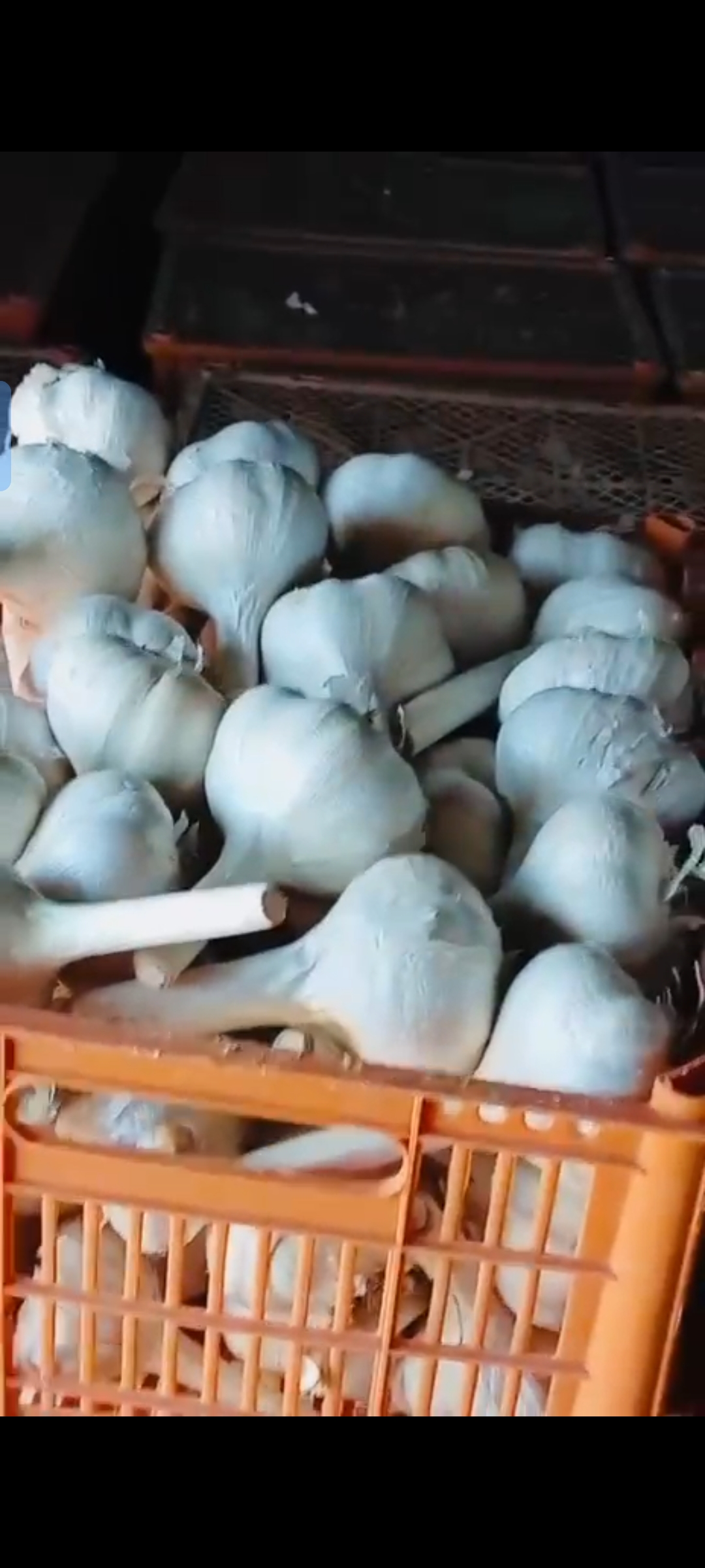 Garlic and Garlic Products
