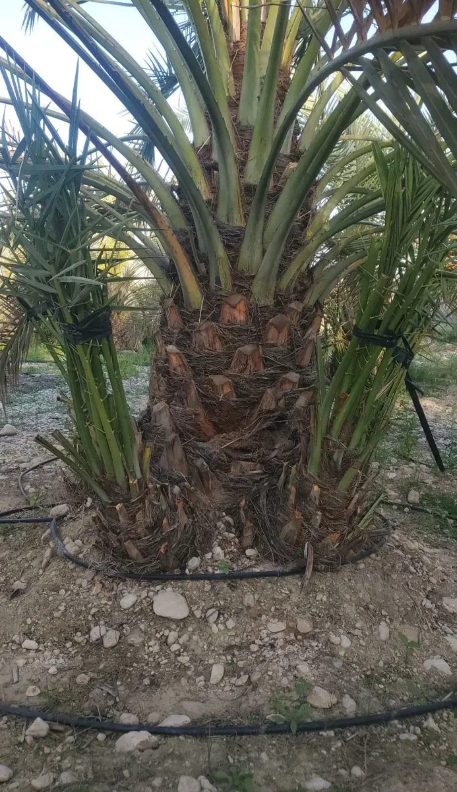 Date palm offshoots