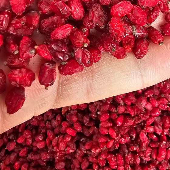 Sargol Barberry