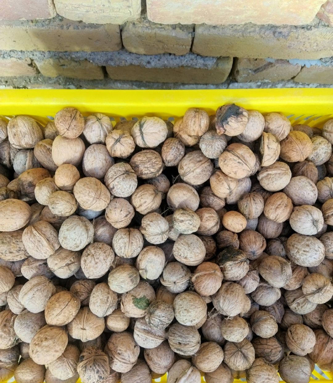 Walnut