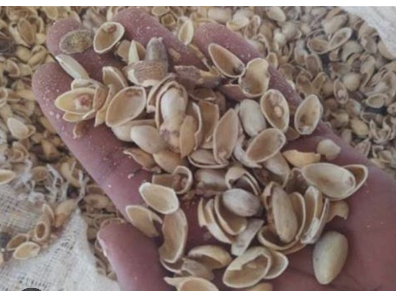 Pistachio Shells