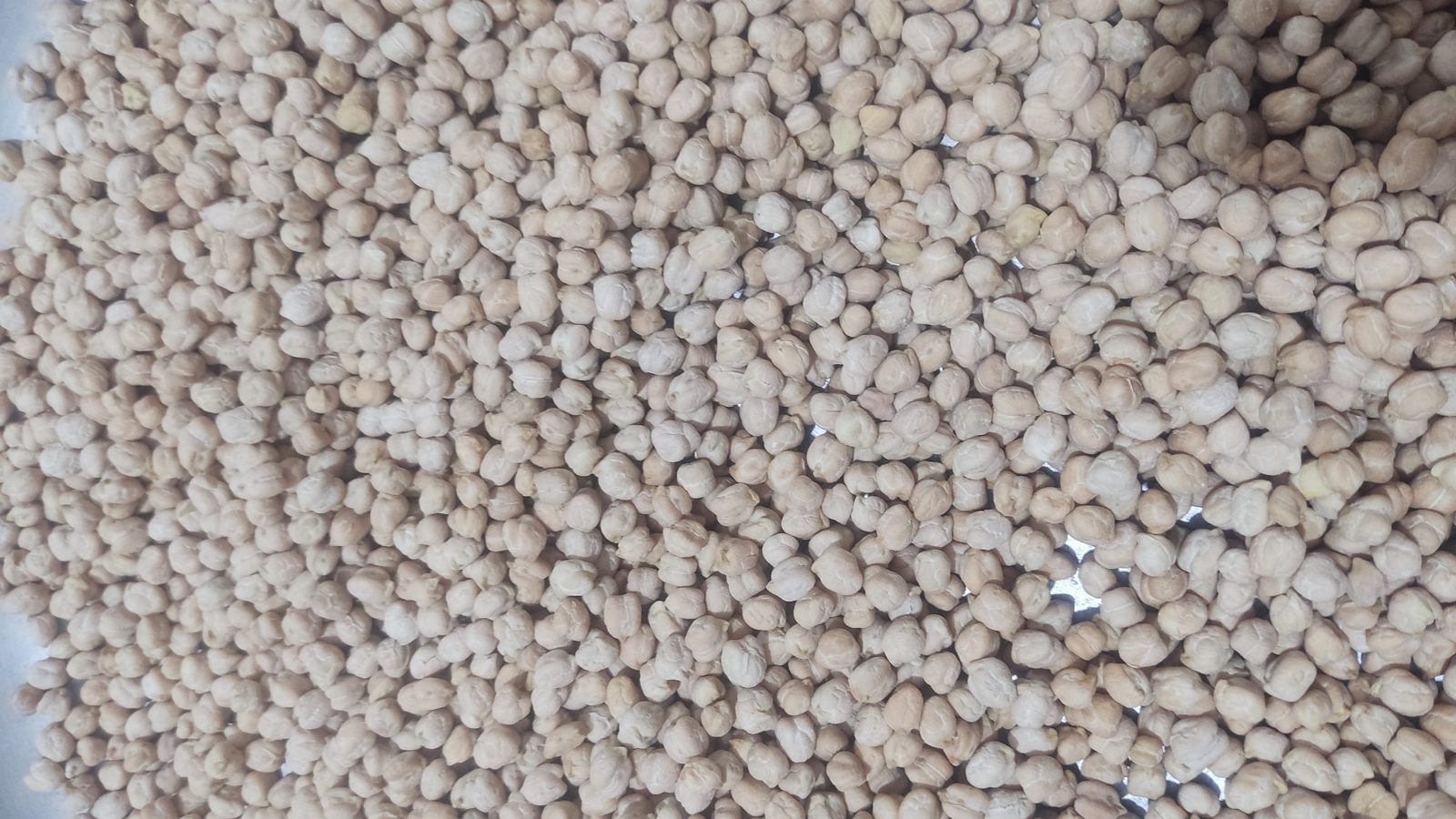Chickpeas