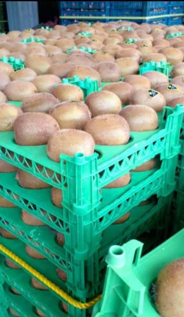 Fresh Kiwi