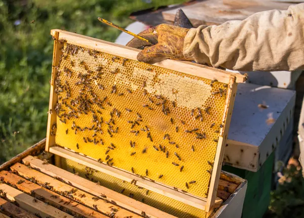 Premium Grade Natural Honey
