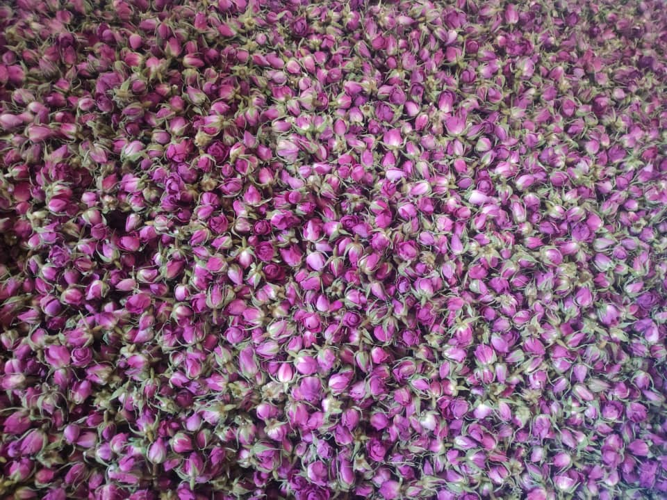 Premium Darab Shiraz Rose Buds