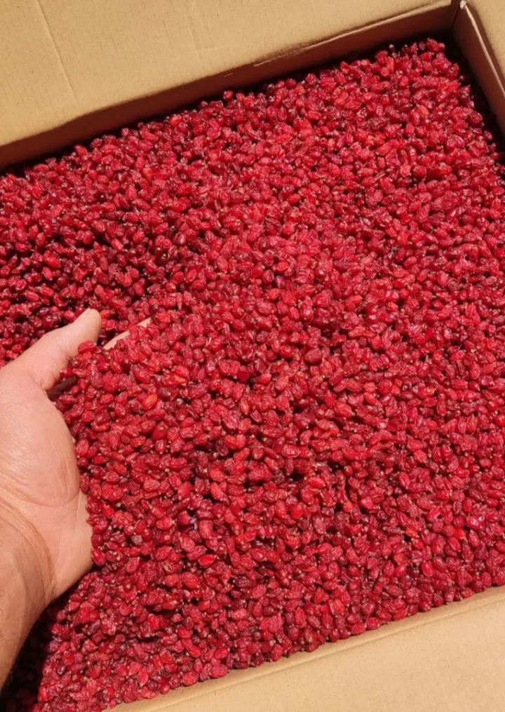 Puffy Barberry, Grade A Premium