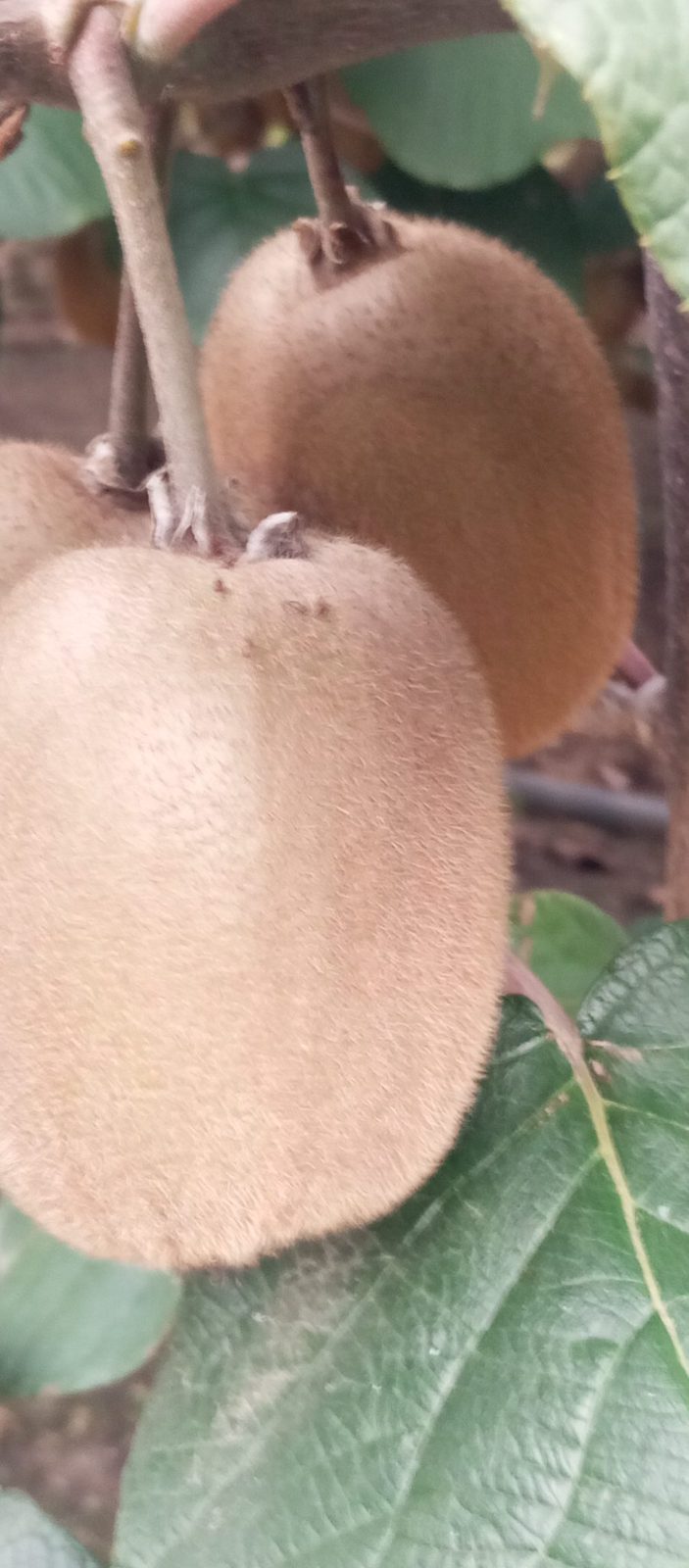 Kiwi