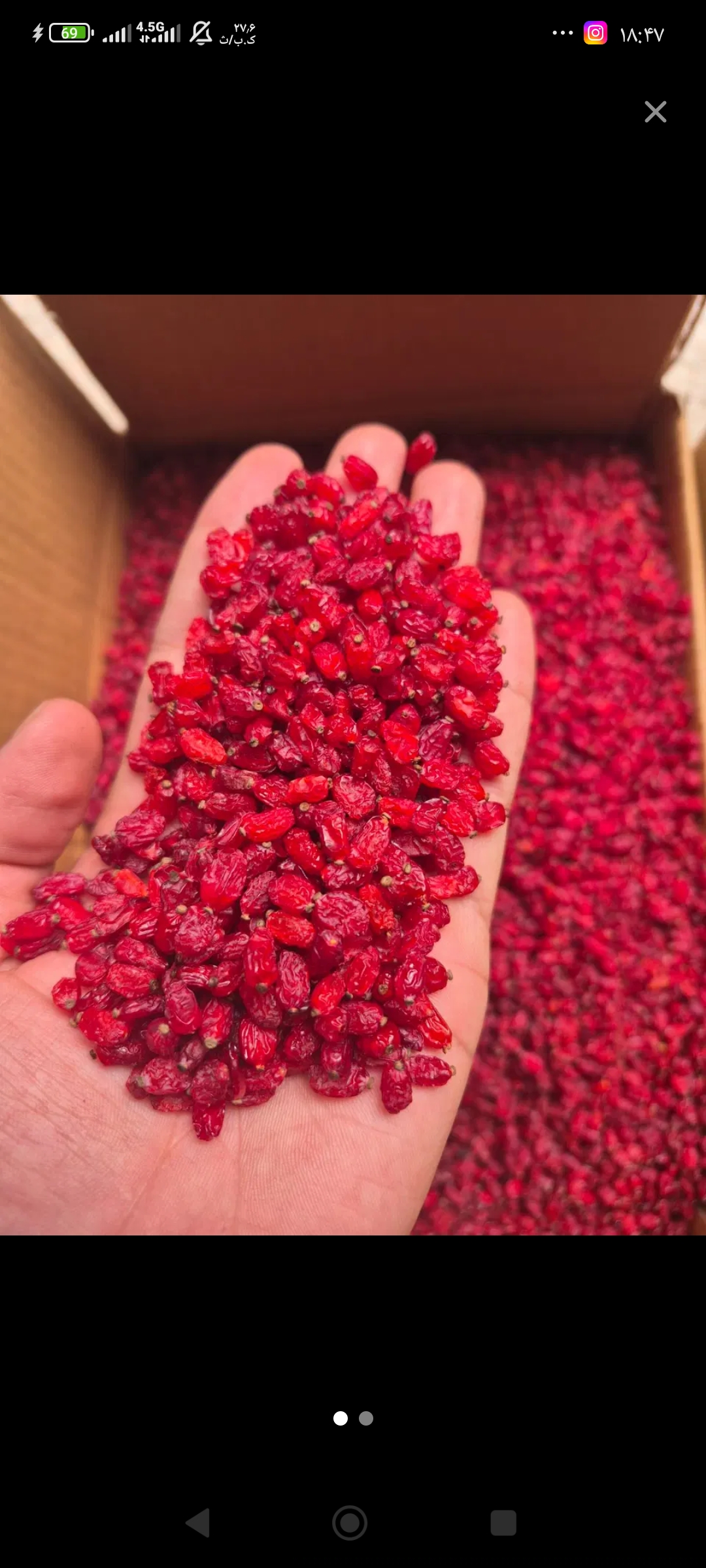Barberry