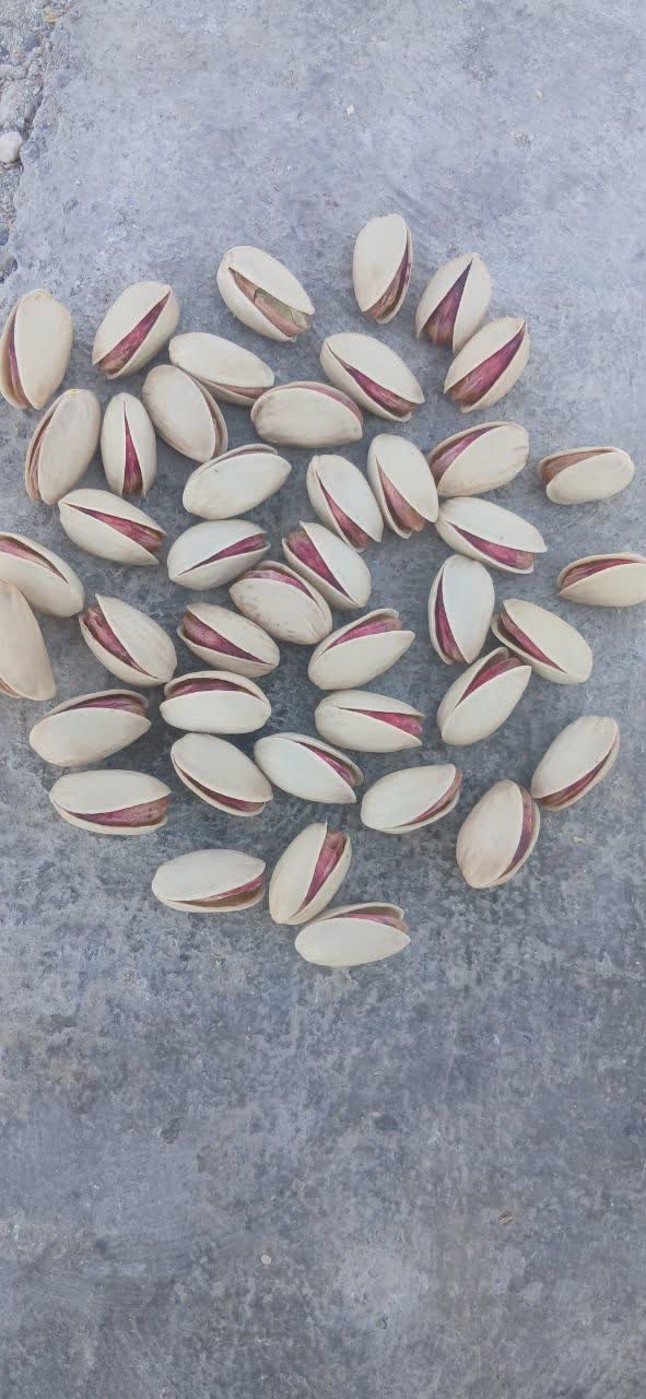 Akbari, Ahmad Aghaei, Kalleh Ghouchi, Fandoghi Pistachios
