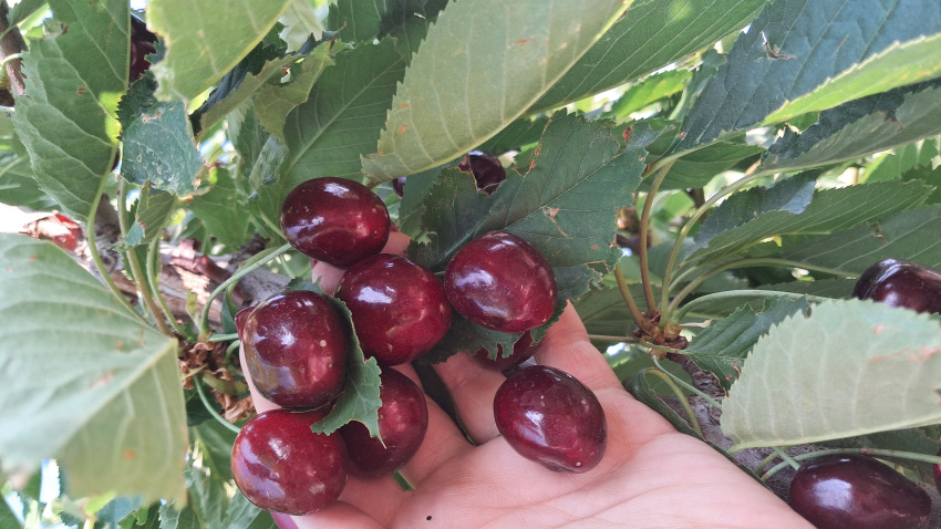 Cherry Fruit