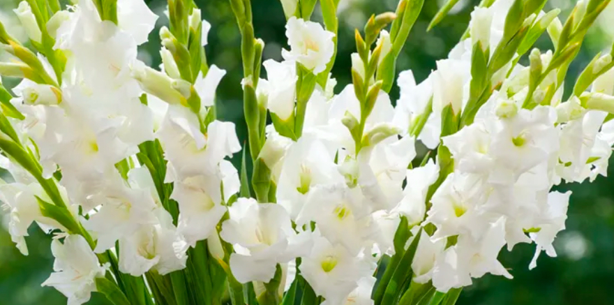 Natural Gladiolus Flowers